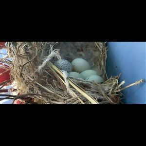 Meet your Posher, Pj